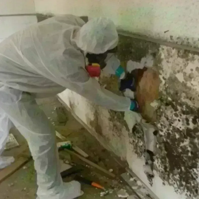 Mold Remediation and Removal in South Russell, OH